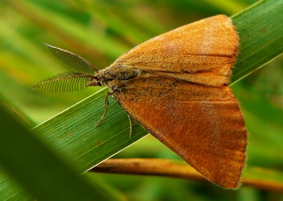 piadivka menšia Lythria cruentaria