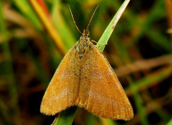 piadivka menšia Lythria cruentaria