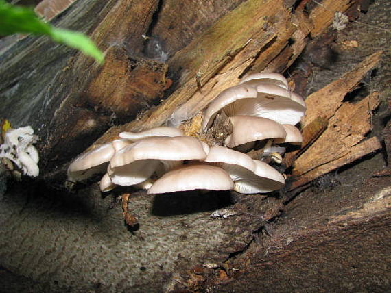 hliva buková Pleurotus pulmonarius (Fr.) Quél.