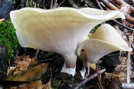 trúdnik ? Polyporus sp