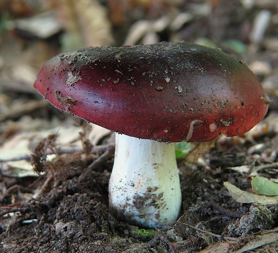 plávka tmavopurpurová (?) Russula atropurpurea (Krombh.) Britzelm.