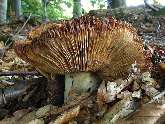 plávka smradľavá Russula foetens Pers.