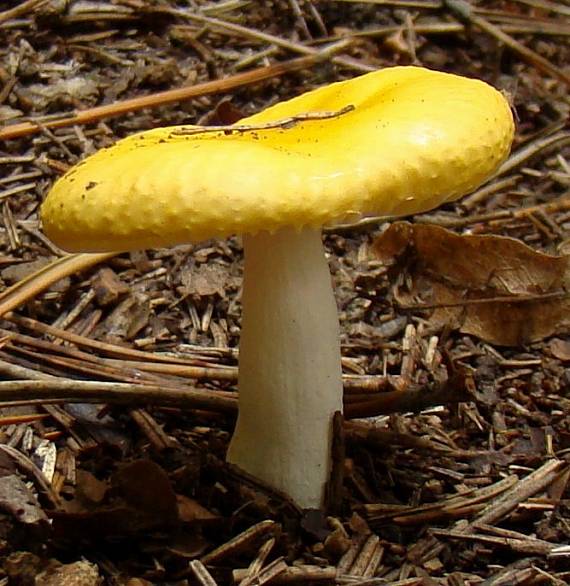 plávka Russula sp.