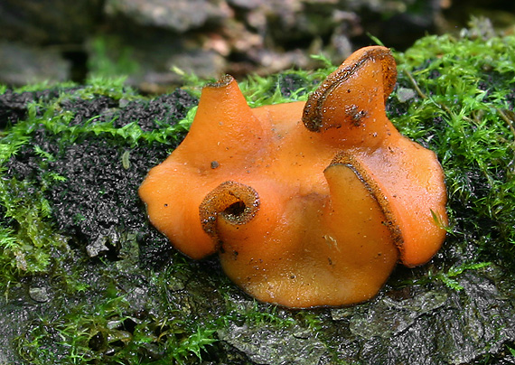 štítovnička čiernochlpatá Scutellinia nigrohirtula (Svrček) Le Gal