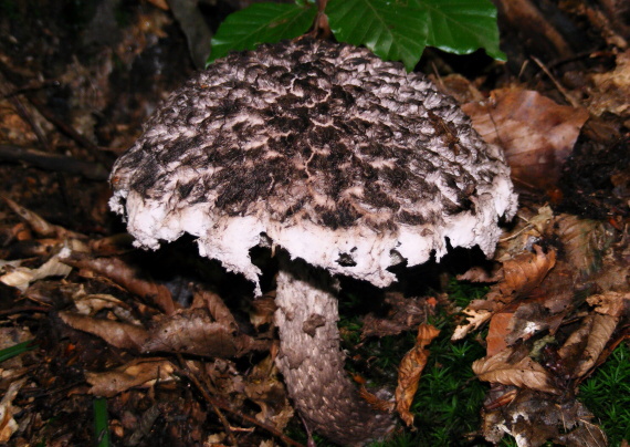 šiškovec šupinatý Strobilomyces strobilaceus (Scop.) Berk.