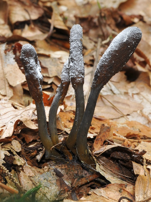 žezlovka srnková Tolypocladium ophioglossoides (J.F. Gmel.) Quandt, Kepler & Spatafora