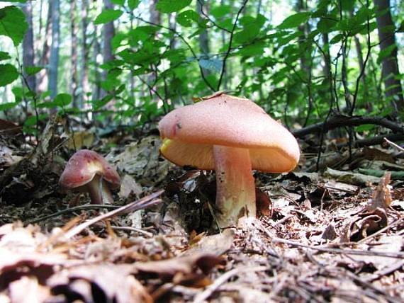 čírovec červenožltý Tricholomopsis rutilans (Schaeff.) Singer