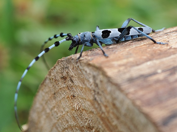 fuzáč alpský