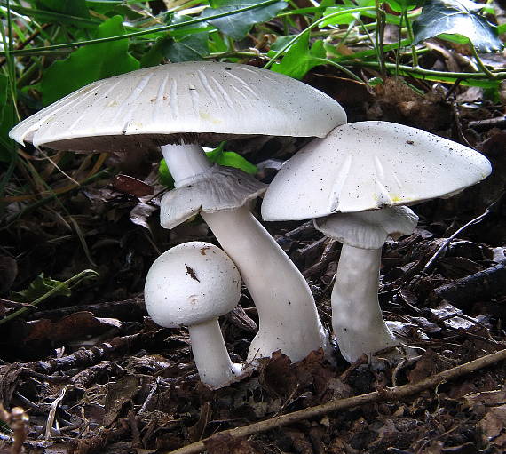 pečiarka ovčia Agaricus arvensis Schaeff.