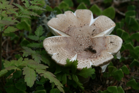 muchotrávka Amanita sp.