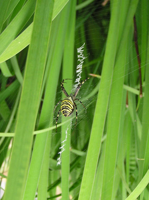 križiak pásavý Argiope bruennichi