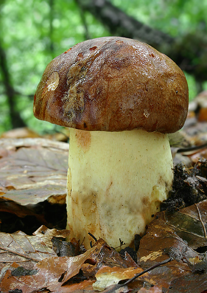 hríb príveskatý Butyriboletus appendiculatus (Schaeff. ex Fr.) Secr.