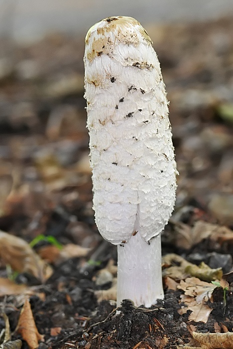 hnojník obyčajný? Coprinus comatus?