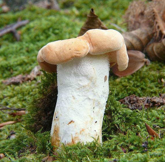 jelenka poprehýbaná Hydnum repandum L.