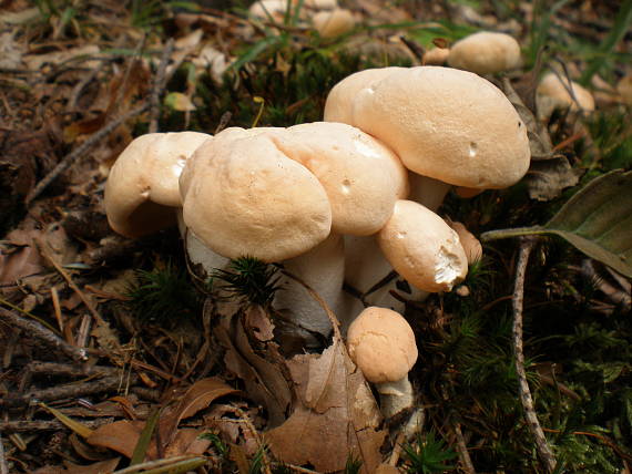 jelenka poprehýbaná Hydnum repandum L.