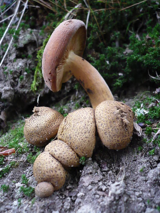 rýdzik surovičkový+Pestrec obyčajný Lactarius volemus+Scleroderma citrinum