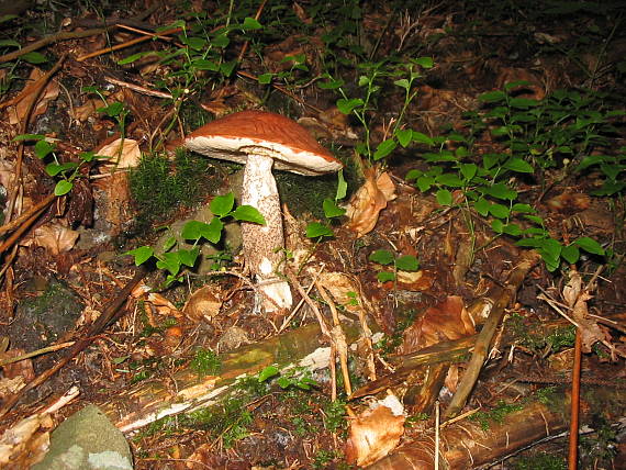 kozák sosnový Leccinum vulpinum Watling