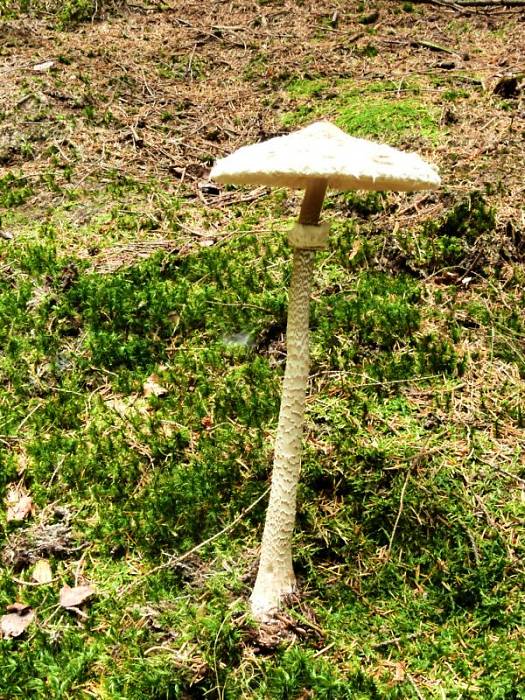 bedla vysoká - Bedľa vysoká Macrolepiota procera (Scop.) Singer