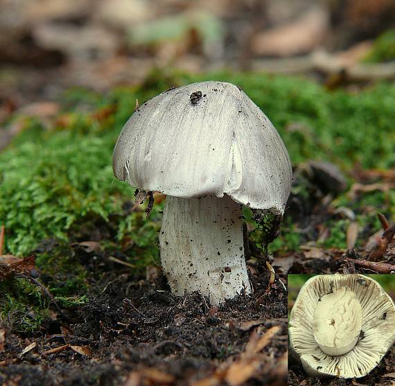 povraznica širokolupeňová Megacollybia platyphilla