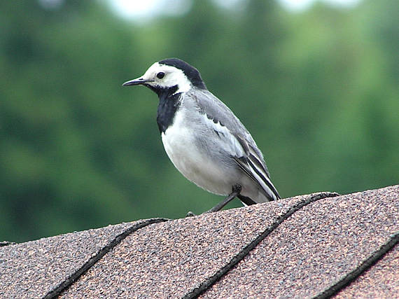 trasochvost biely  Motacilla alba