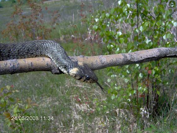 užovka obojková Natrix natrix