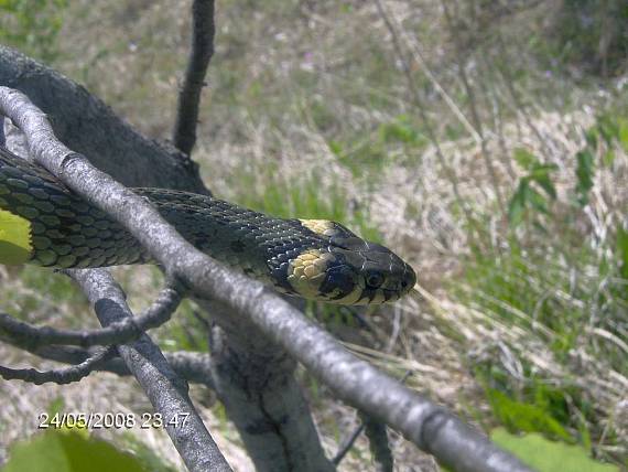 užovka obojková Natrix natrix