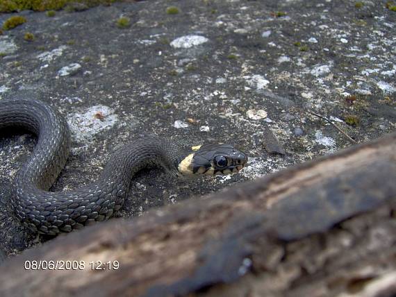 užovka obojková Natrix natrix