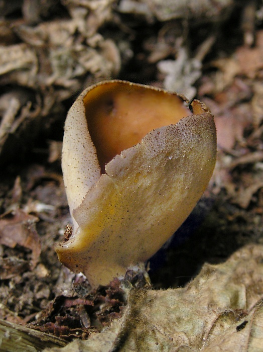 uško zajačie? Otidea sp.