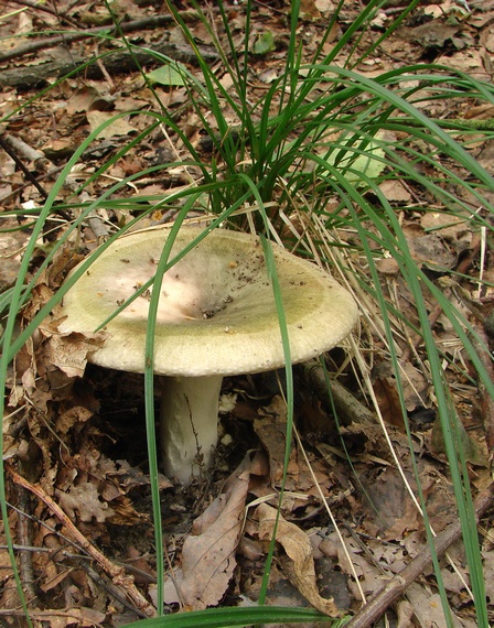 plávka trávovozelená Russula aeruginea Lindbl. ex Fr.