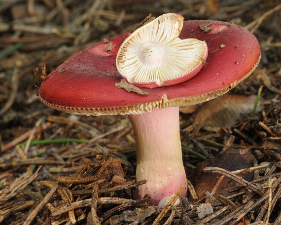 plávka krvavá? Russula sanguinaria?