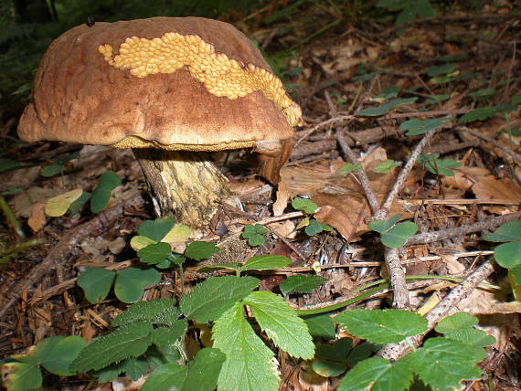 hríb zrnitohlúbikový Sutorius luridiformis (Rostk.) G. Wu & Zhu L. Yang