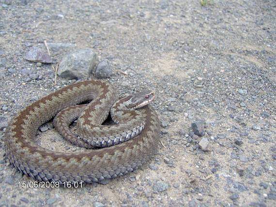 vretenica severná Vipera berus