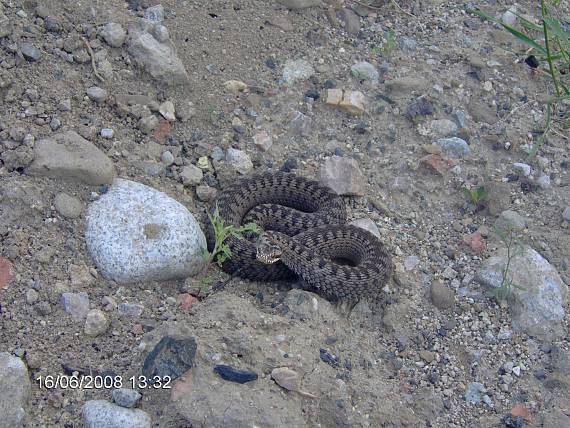 vretenica severná Vipera berus