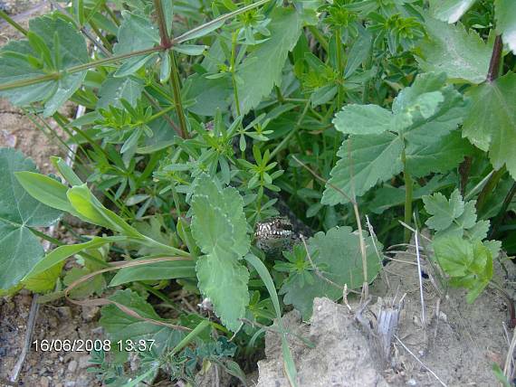 vretenica severná Vipera berus