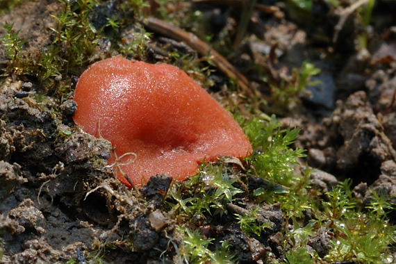 tanierovka oranžová Aleuria aurantia (Pers.) Fuckel