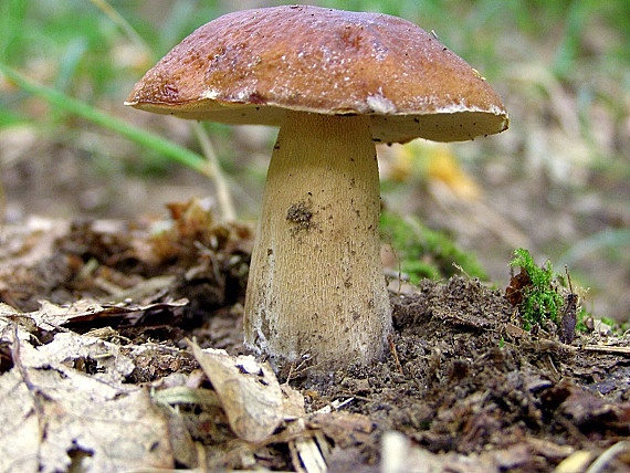 hríb dubový Boletus reticulatus Schaeff.