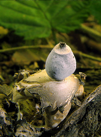 hviezdovka štvorcípová Geastrum quadrifidum DC. ex Pers.