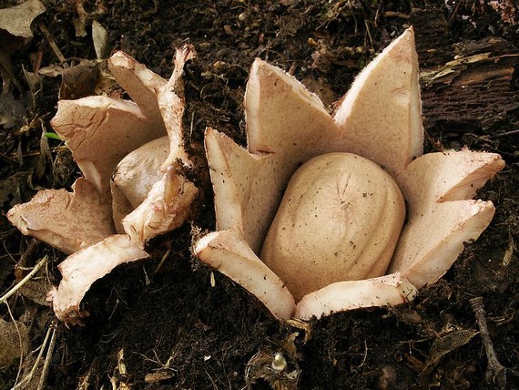 hviezdovka červenkastá Geastrum rufescens Pers.