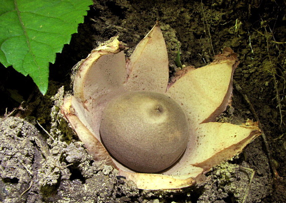 hviezdovka červenkastá Geastrum rufescens Pers.