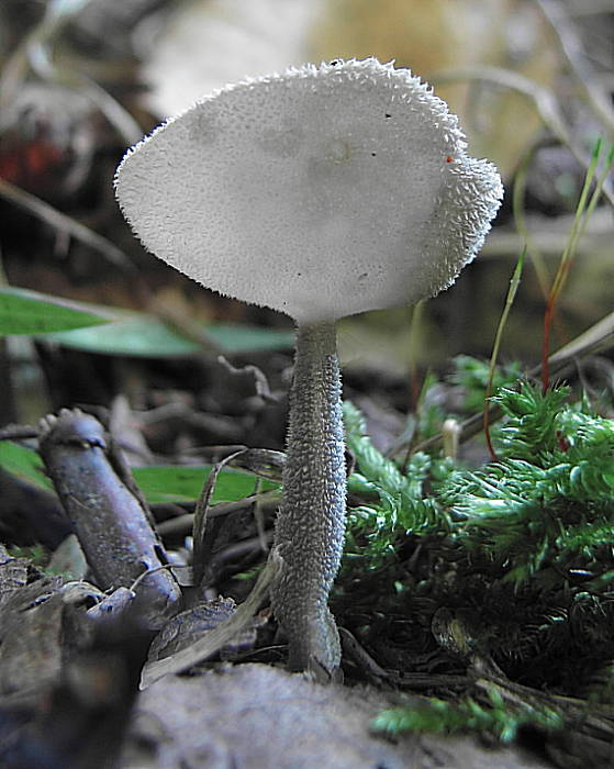 chriapač brvitý Helvella macropus (Pers.) P. Karst.