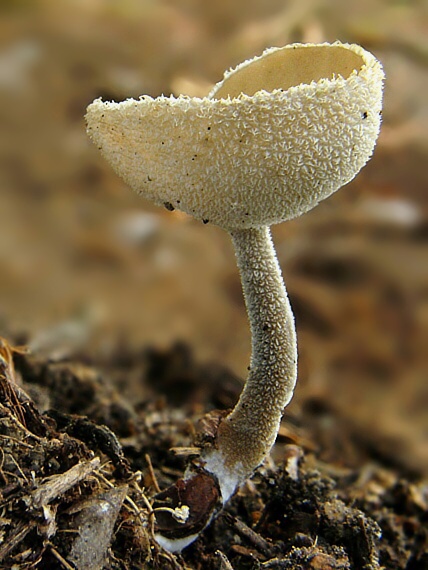 chriapač brvitý Helvella macropus (Pers.) P. Karst.