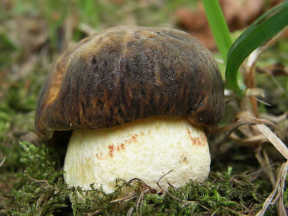 hríb jamkatý Hemileccinum depilatum (Redeuilh) Šutara