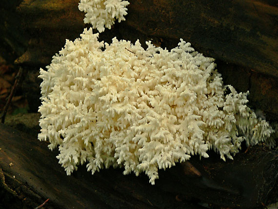 koralovec bukový Hericium coralloides (Scop.) Pers.