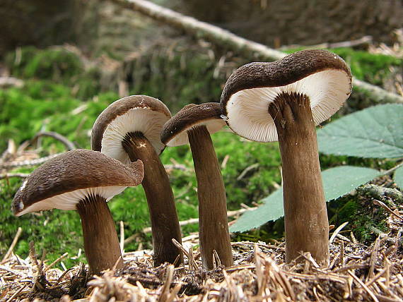 rýdzik čiernozamatový Lactarius lignyotus Fr.