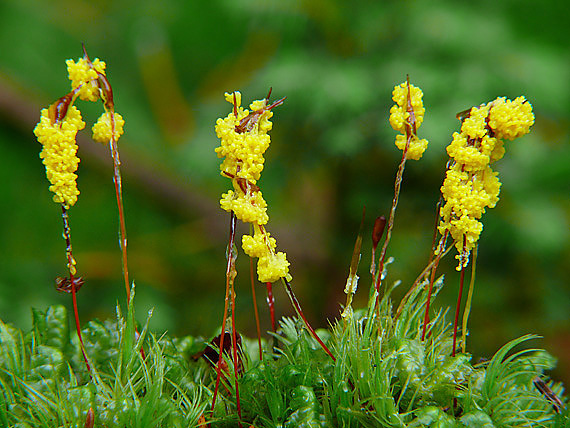 slizovka Myxomycetes