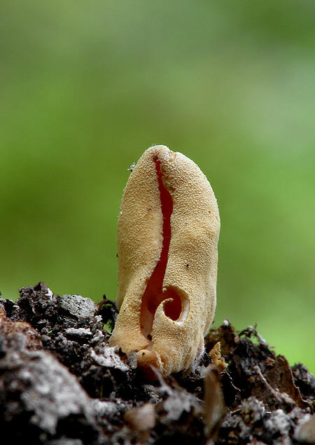 uško oslie Otidea onotica (Pers.) Fuckel