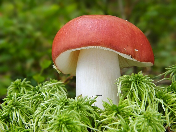 plávka škodlivá Russula emetica (Schaeff.) Pers.