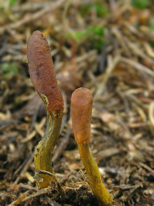 žezlovka srnková Tolypocladium ophioglossoides (J.F. Gmel.) Quandt, Kepler & Spatafora