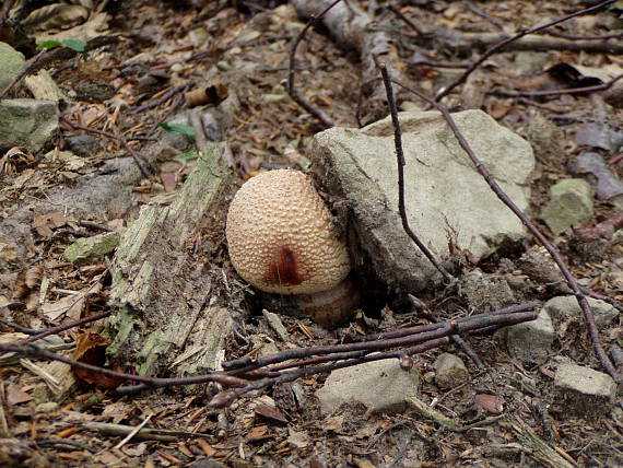 muchotrávka červenkastá  Amanita rubescens Pers.