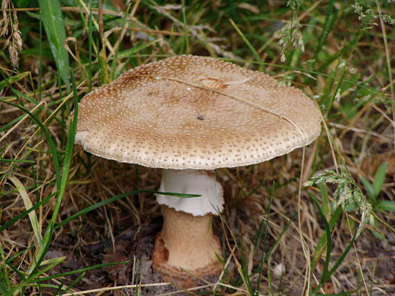 muchotrávka červenkastá  Amanita rubescens Pers.